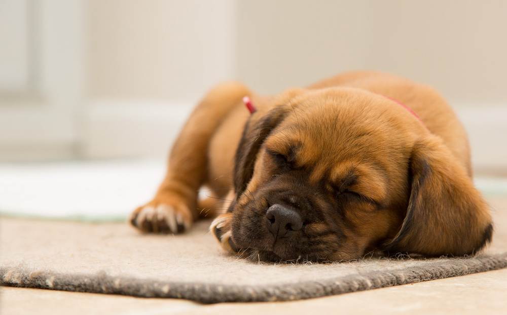 Happy sleeping puppy.